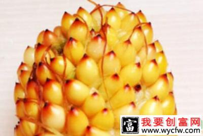 观赏型水果玉米