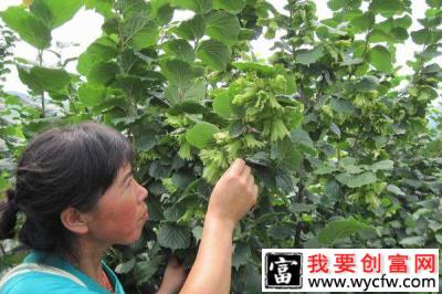 大果榛子变身“摇钱树” 种植农户觅得“致富经”