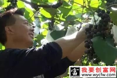 葡萄种植助黄梅带动滩头村20多户村民共奔致富路