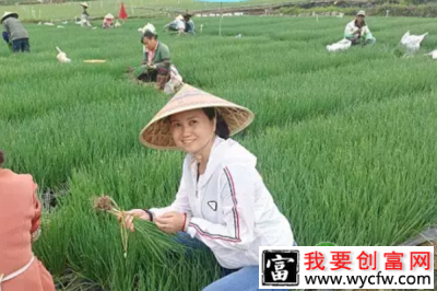 微生物菌肥助力玉溪小葱种植每亩增收2千元