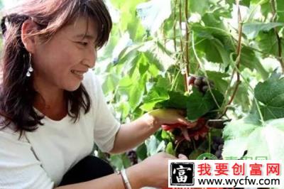 张中斌水果种植圆了致富梦