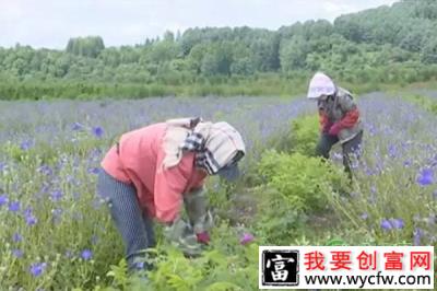红升乡药材种植助当地村民增收致富