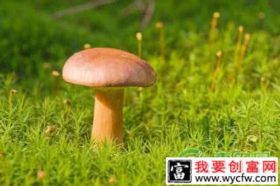 <a href=https://www.wycfw.com/zhongzhi/sczz/jl/ target=_blank class=infotextkey>菌类种植</a>