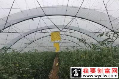 精准扶贫案例：北寨乡大棚蔬菜托起村民脱贫致富梦