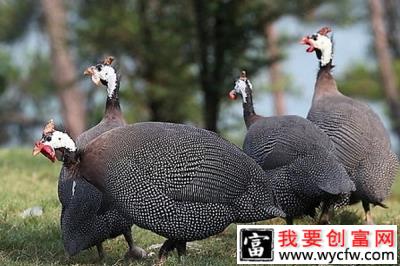 珍珠鸡养殖走致富之路