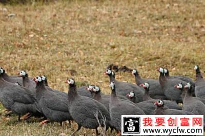 珍珠鸡养殖助80后小伙走致富之路