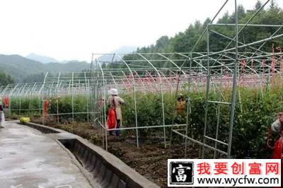 致富成功案例：蔬菜种植助殷家坪村当地农民走致富路