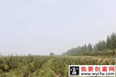 致富成功案例：特色种植及养殖助高庙山上黄底塬升起致富希望
