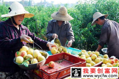 黄桃一般在栽种的第三年就进入丰产期