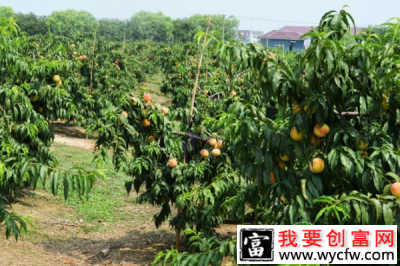 黄桃种植基地