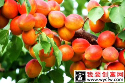 传统农业联手时尚旅游业 铺就多金致富路