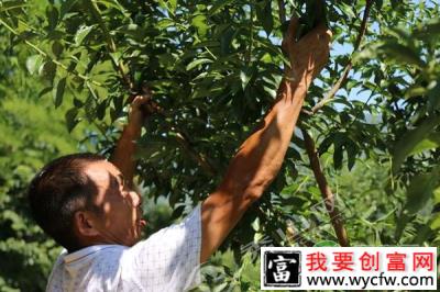 空心李种植结出致富果助“老司机”走致富之路