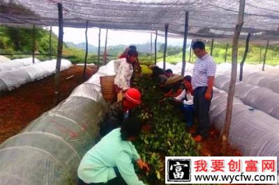 李木良：苗木花卉种植引领村民脱贫致富