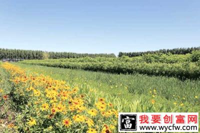 种植苗木创业致富事迹