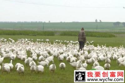 农民致富新项目