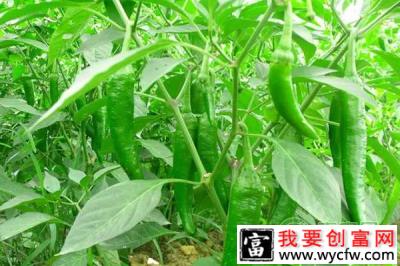 甘肃省：种植有机农产品带民脱贫致富