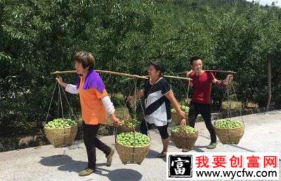 成熟脆李被采摘