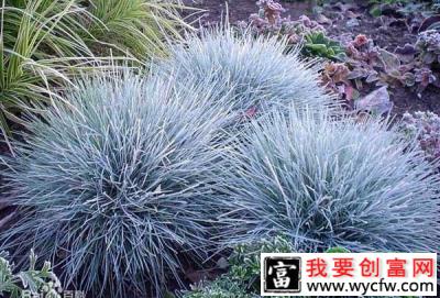 回乡创业种植观赏草，带动村民增收致富