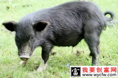 上犹精准扶贫成功案例：“洋猪”拱开“致富门”