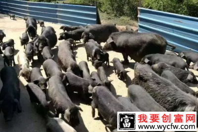 藏香猪养殖基地