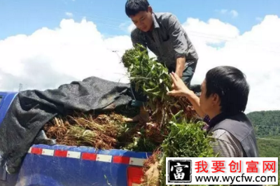 凉山乡贫困山区脱贫致富：花椒种植农户喜住砖房
