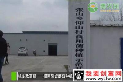 脱贫致富项目：仰山村成食用菌种植示范基地
