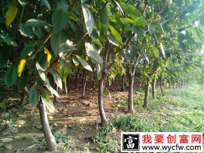 果树培育