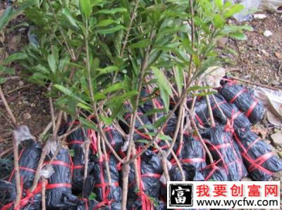 果树培育
