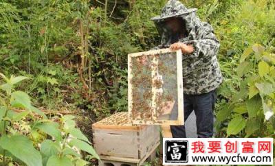 身残志坚养蜂人 “蜂”衣足食致富路