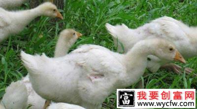 靠着花样养鹅年销量破1700万 看幻想家如何从负翁变富翁
