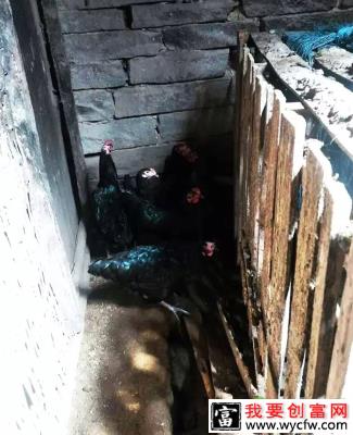 达州市精准扶贫：助73岁老人养牛走脱贫致富之路
