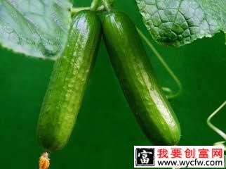 种水果黄瓜致富：一亩赚30000多
