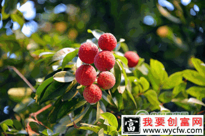 果园养鸡，意想不到的高效益，还有免费的农家肥和除草机。