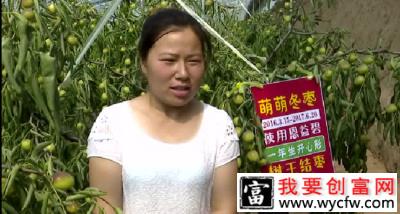 东莱庄村：冬枣卖到牛肉价每斤达到50元的致富之道
