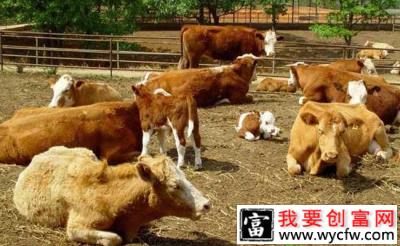 54岁留守妇女靠养殖牛；摘掉“穷帽”的经历