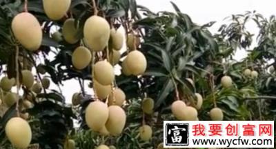 新品种“青皮芒”配图