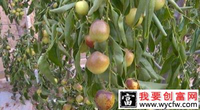 “短枝冬枣”早赚钱 每亩可赚10万元！