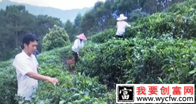 退休职工山下建茶场带富整个屯里贫困户