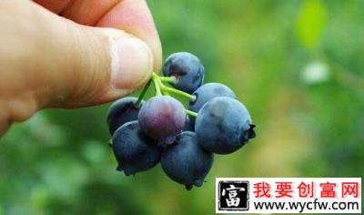 安徽富硒蓝莓第一村 庐江富硒蓝莓种植每年净赚可达500万！