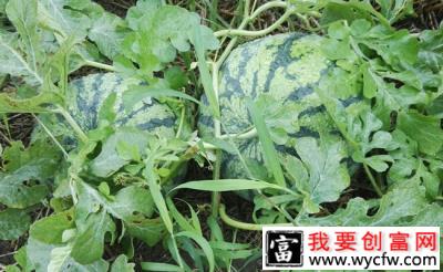 “西瓜大王”陈小红：教您如何种植麒麟西瓜实现买车买房