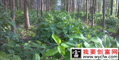 林下种药材：每亩年入万元