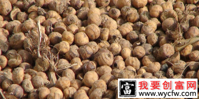 致富新途径：油莎豆开出“财富果”