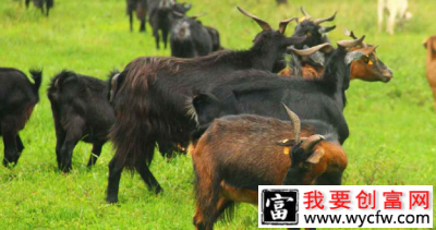 肖白杨养羊致富经：不花一分钱得到60只黑山羊