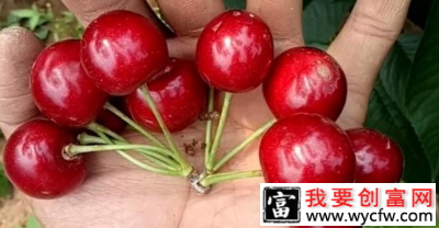 让人垂涎欲滴的红樱桃