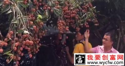 图为游客在采摘“妃子笑”