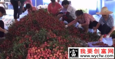 图为工人正在将“妃子笑”装箱