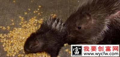 煤矿里走出来的豪猪大侠