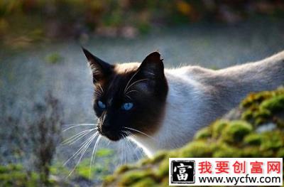 暹罗猫的嗓子哑了怎么办？