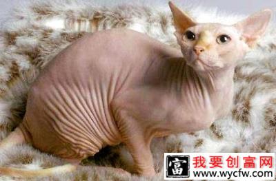 无毛猫一个月能吃多少猫粮？需要花多少钱？