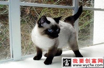 打了猫三联疫苗暹罗猫还会得猫鼻支吗？